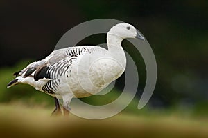 White bird with long neck. White goose in the grass. White bird in the green grass. Goose in the grass. Wild white Upland goose, C