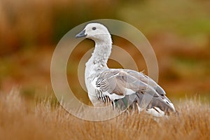 White bird with long neck. White goose in the grass. White bird in the green grass. Goose in the grass. Wild white Upland goose, C