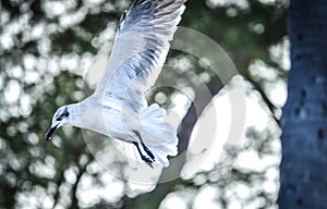 White Bird In Mid-Flight