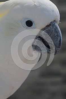 Bird mocking bird white black farm pet pets parrot parrots eye eagleeyes lovebird love