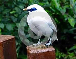 White bird named Bali Starling Leucopsar rothschildi