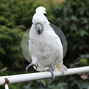 White bird parrot cockatoo