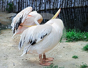 White bird pelican cleans wings with big yellow peak neb photo