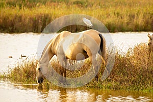 White bird perched atop a horse taking a sip of fresh water from a nearby stream.