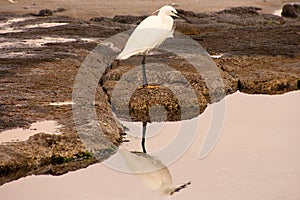 White Bird Reflection