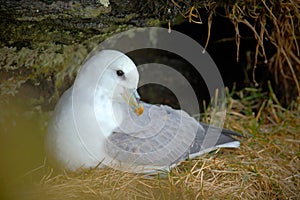 White Bird in the rock nest with grass. Northern Fulmar, Fulmarus glacialis, nesting on the dark cliff. Two white sea birds in the