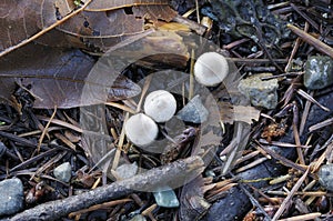 White Bird`s Nest Fungus Crucibulum laeve