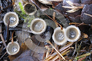 White Bird`s Nest Fungus Crucibulum laeve photo
