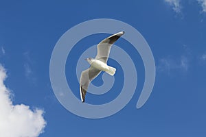 The white bird seagull flies over the sea.