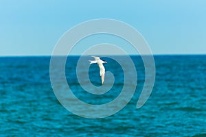 White bird seagull flying over turquoise sea, spread wings, clear blue sky. horizon, summer, freedom