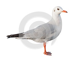 White bird seagull isolated