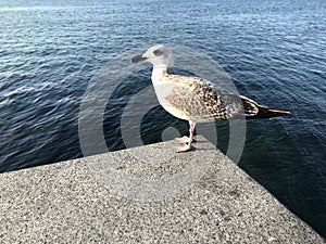 White bird seagull sits on a background of the sea