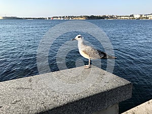 White bird seagull sits on a background of the sea