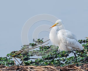 a white bird sitting on top of green shrubbery on a sunny day