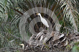 White bird standing on the fallen oil palm tree.