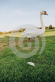 white bird swan looks fallen feather grass
