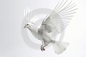 A white bird takes to the skies with wings outstretched