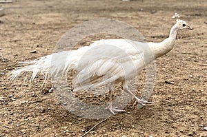 the white bird is walking in dirt area by itself with his tail spread out