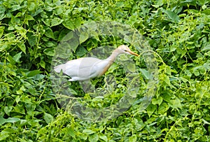 A white bird is walking through a green bush