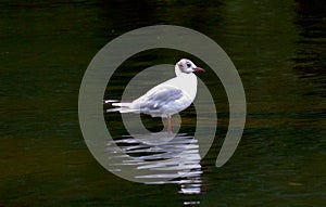 A white bird on water photo