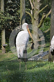 White bird with yellow beak