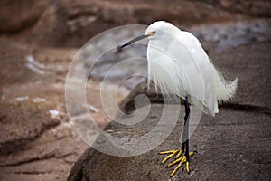 White Bird with Yellow Feet on Rock