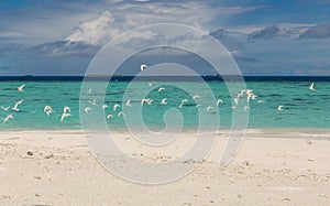 White birds on the beach Atoll island Maldives