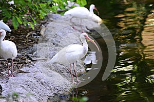 White birds eating along the shore