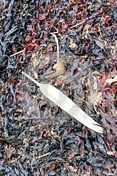 A white birds feather on a beach in seaweed