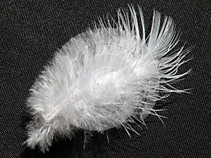 White birds feather on black background