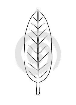 White birds feather icon with black lines and white background