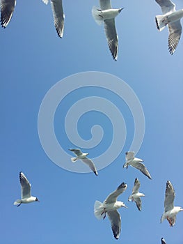 White birds flying over the blue sky, birds in the sky, white birds flying photo