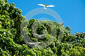 White birds flying over trees against the blue sky