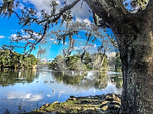 Swampy landscape photo
