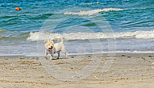 White bishon dog walking on the beach near blue water waves