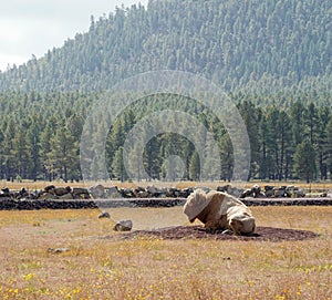 White Bison or Buffalo basking in warm sun with forest background.