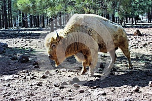 White Bison