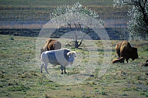 White Bison, White Clouds, Sacred buffalo, National Buffalo Museum, Jamestown, SD