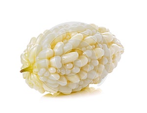 White bitter cucumber on white background