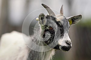 White and black american pygmy Cameroon goat closeup detail on head with horns