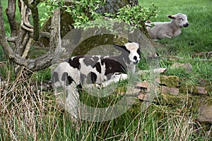 White and Black Baby Lamb on a Farm