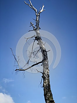 white black birch tree trunk against blue sky