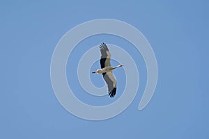 A white and black bird is flying in the sky