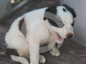 White Black Bown puppy