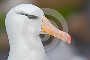 White Black-browed albratros, Thalassarche melanophris, beautiful detail portrait of sea bird, Falkland Island