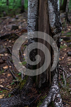 white black brown birch tree trunk in siberia forest