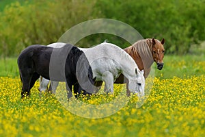 White, black and brown horse on field of yellow flowers