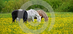 White, black and brown horse on field of yellow flowers
