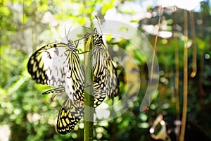 White black butterflies shined by sunlight in Bohol, Philippines, Asia