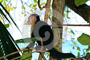White and black capuchin monkey side view